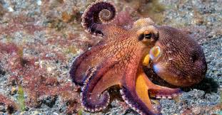Octopus Names