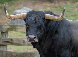 Funny Bull Names
