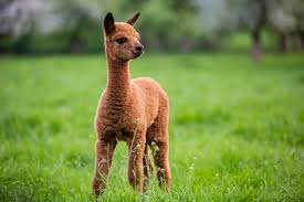 Alpaca Names