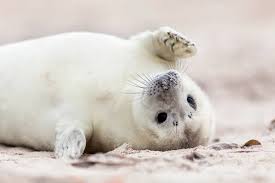 Cute Seal Names