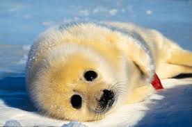 Cute Seal Names
