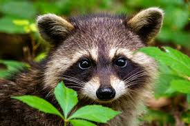 Raccoon Name