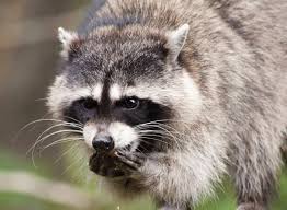 Raccoon Name