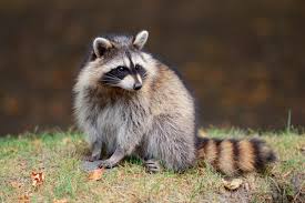 Raccoon Name