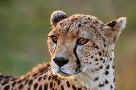 Name a Cheetah