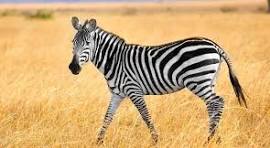 Zebra Nickname