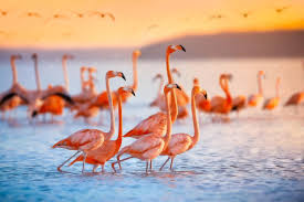 Names for Flamingos