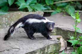 Names for Skunks