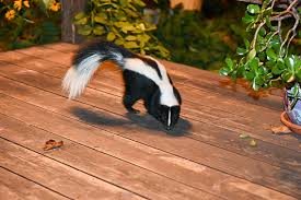 Names for Skunks