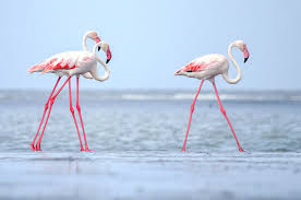 Names for Flamingos