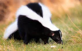 Names for Skunks