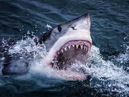 Shark Names