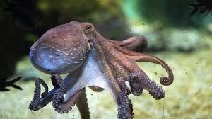 Octopus Names