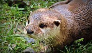Names of an Otter