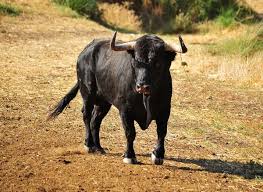 Funny Bull Names