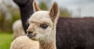 Alpaca Names