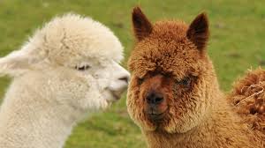Alpaca Names