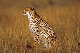 Name a Cheetah