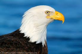 Eagle Names
