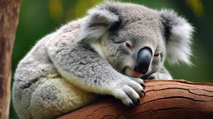 Cute Koala Names