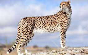 Cheetah Names