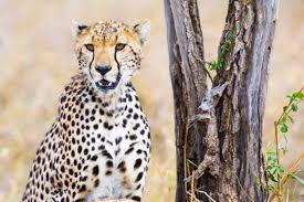 Cheetah Names
