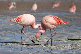 Names for Flamingos