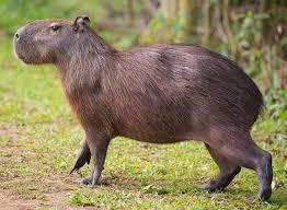 Names For Capybaras