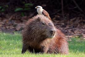 Names For Capybaras
