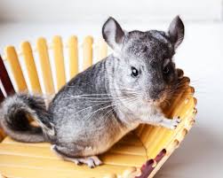 Chinchilla Names