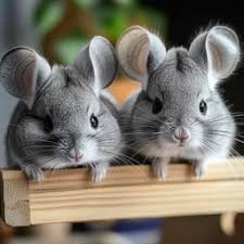 Chinchilla Names