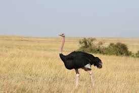 Ostrich Names