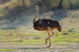 Ostrich Names