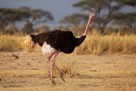 Ostrich Names