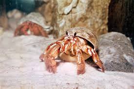 Hermit Crab Names