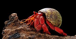 Hermit Crab Names