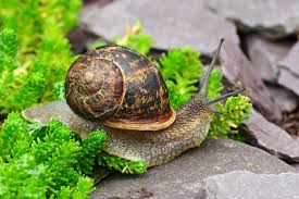 Snail Names