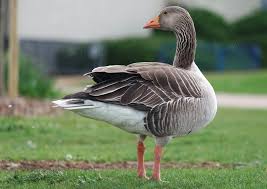 Names For Goose