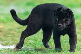 Panther Name
