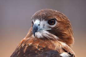 Names With Nicknames Like Hawk