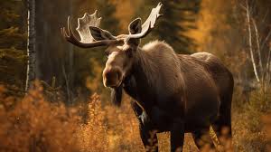 Name A Moose