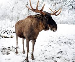 Name A Moose