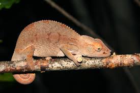 Chameleon Female Names