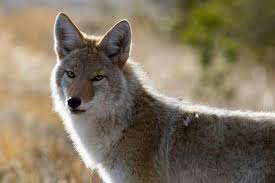 Coyote Names