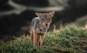 Coyote Names