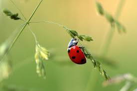 Names For Ladybug