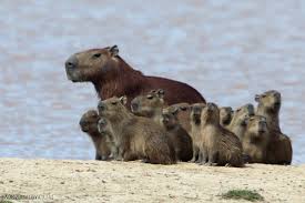 Names For Capybaras