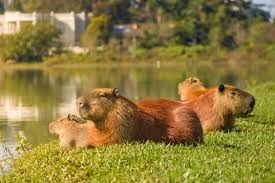 Names For Capybaras