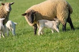 Ewe Lamb Names