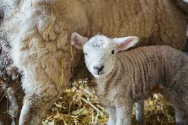 Ewe Lamb Names